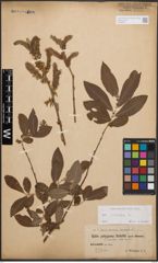 Foto von Salix cinerea L.